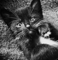 black and white kitten hillside vet